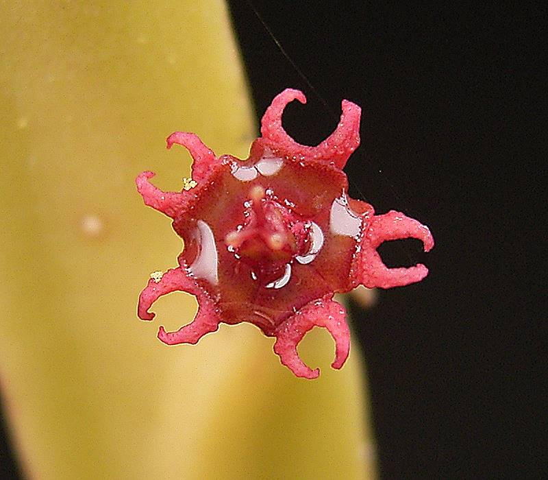 Euphorbia attastoma